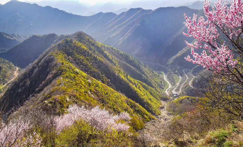 秦岭春意  